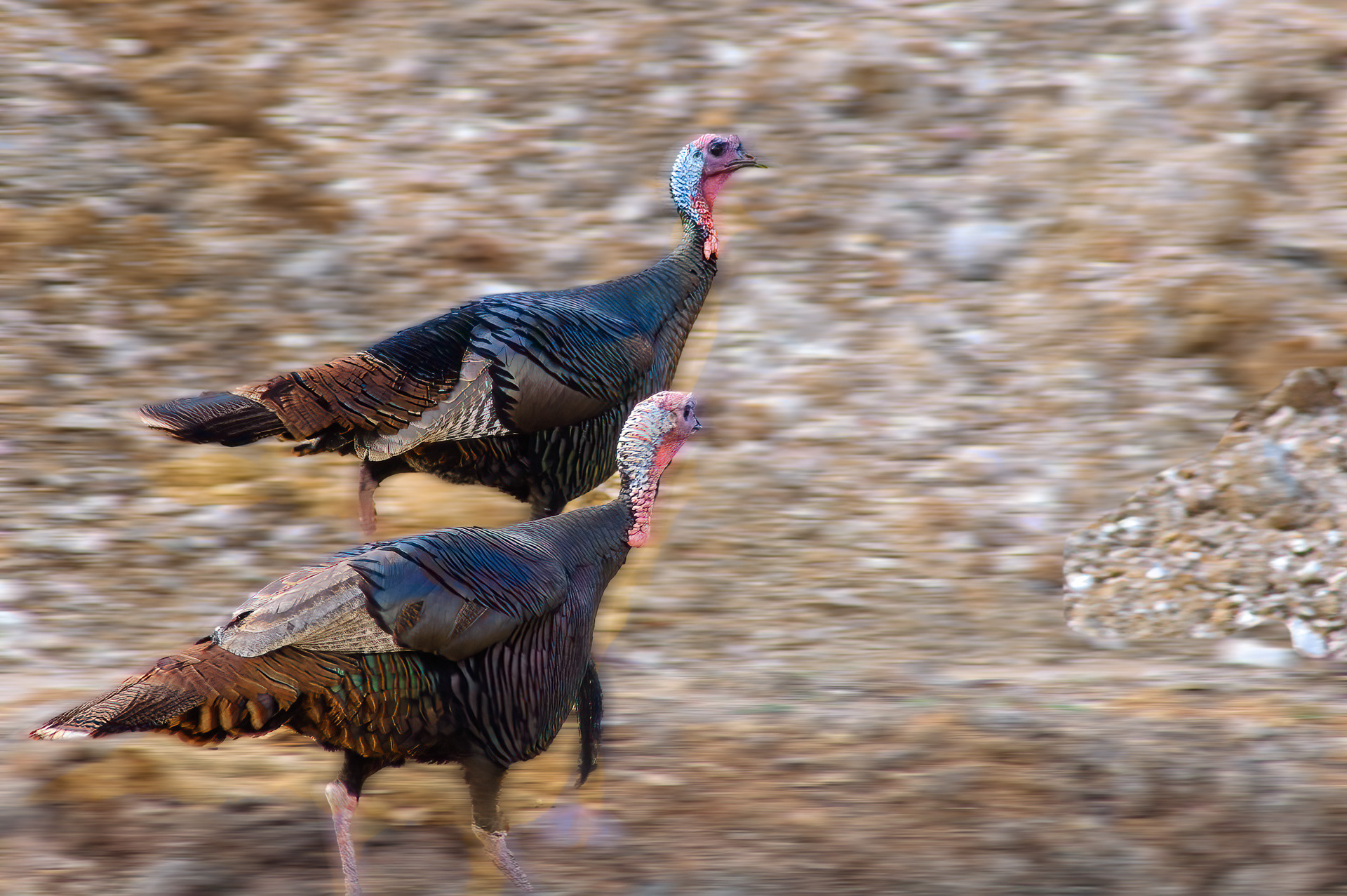 Wild Turkey