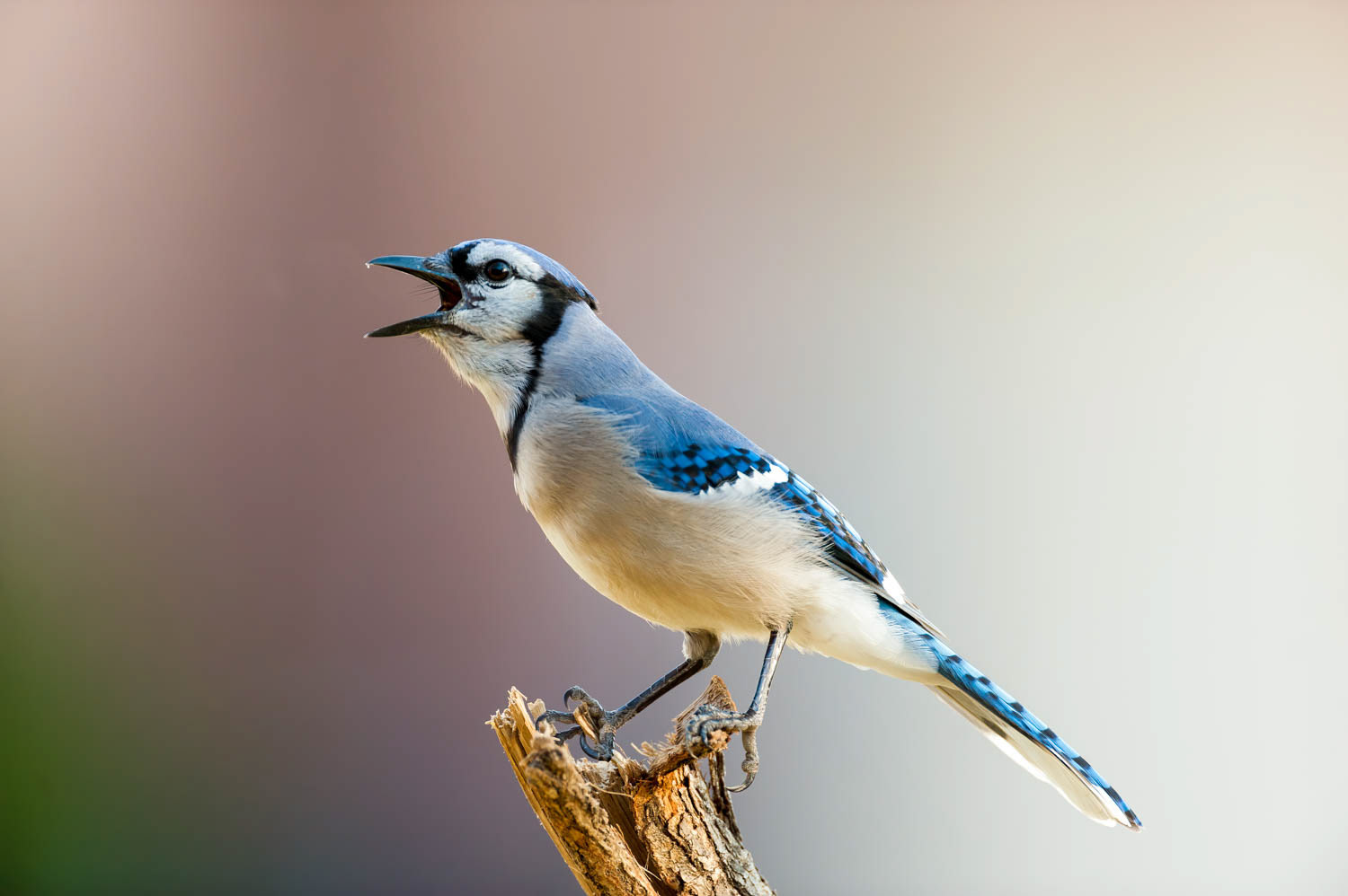 Bluejay