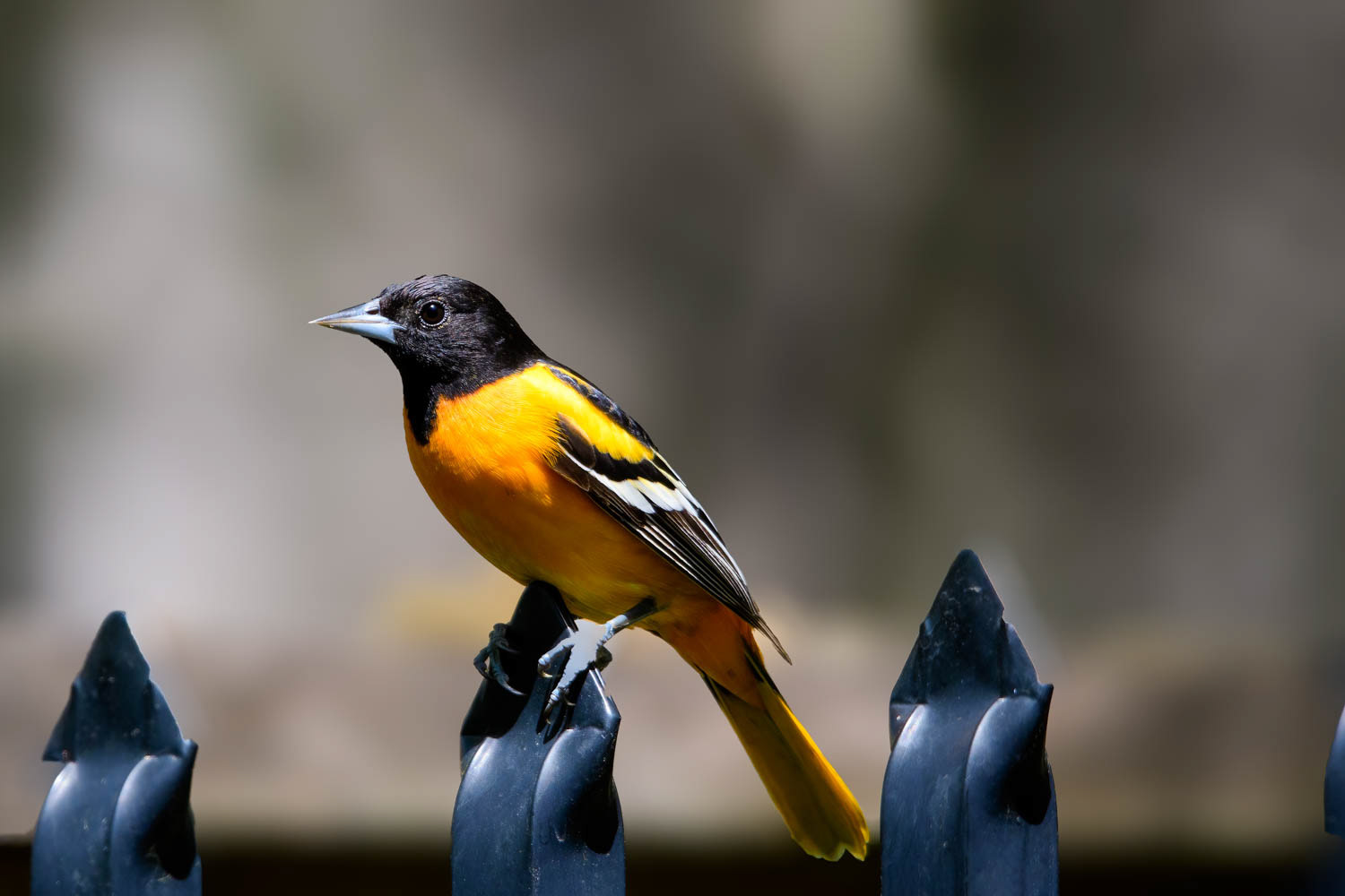 Baltimore Oriole