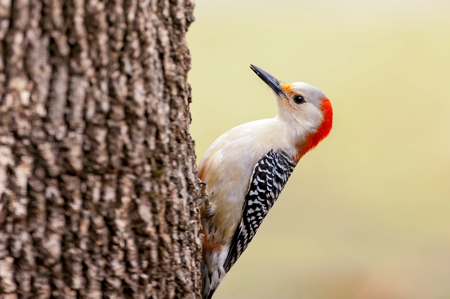 Red-bellied Woodpecker
