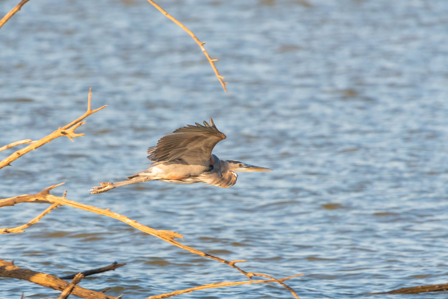 Great Blue Heron