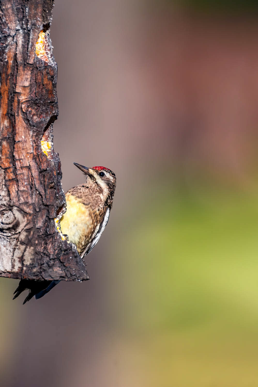 Yellow-bellied Sapsucker