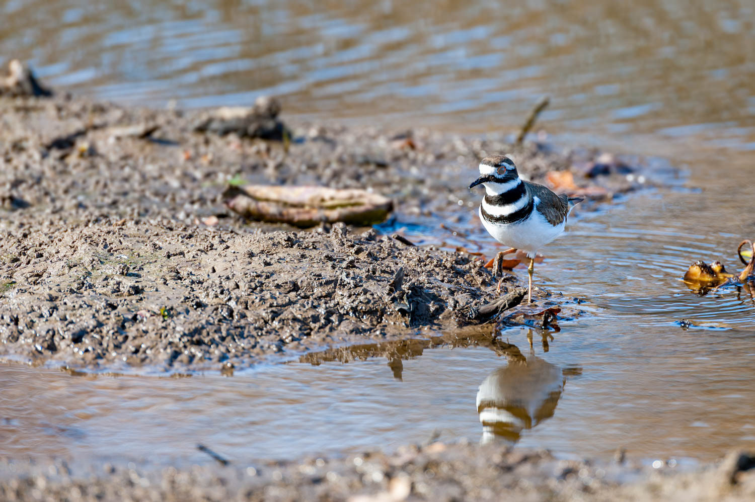 Killdeer