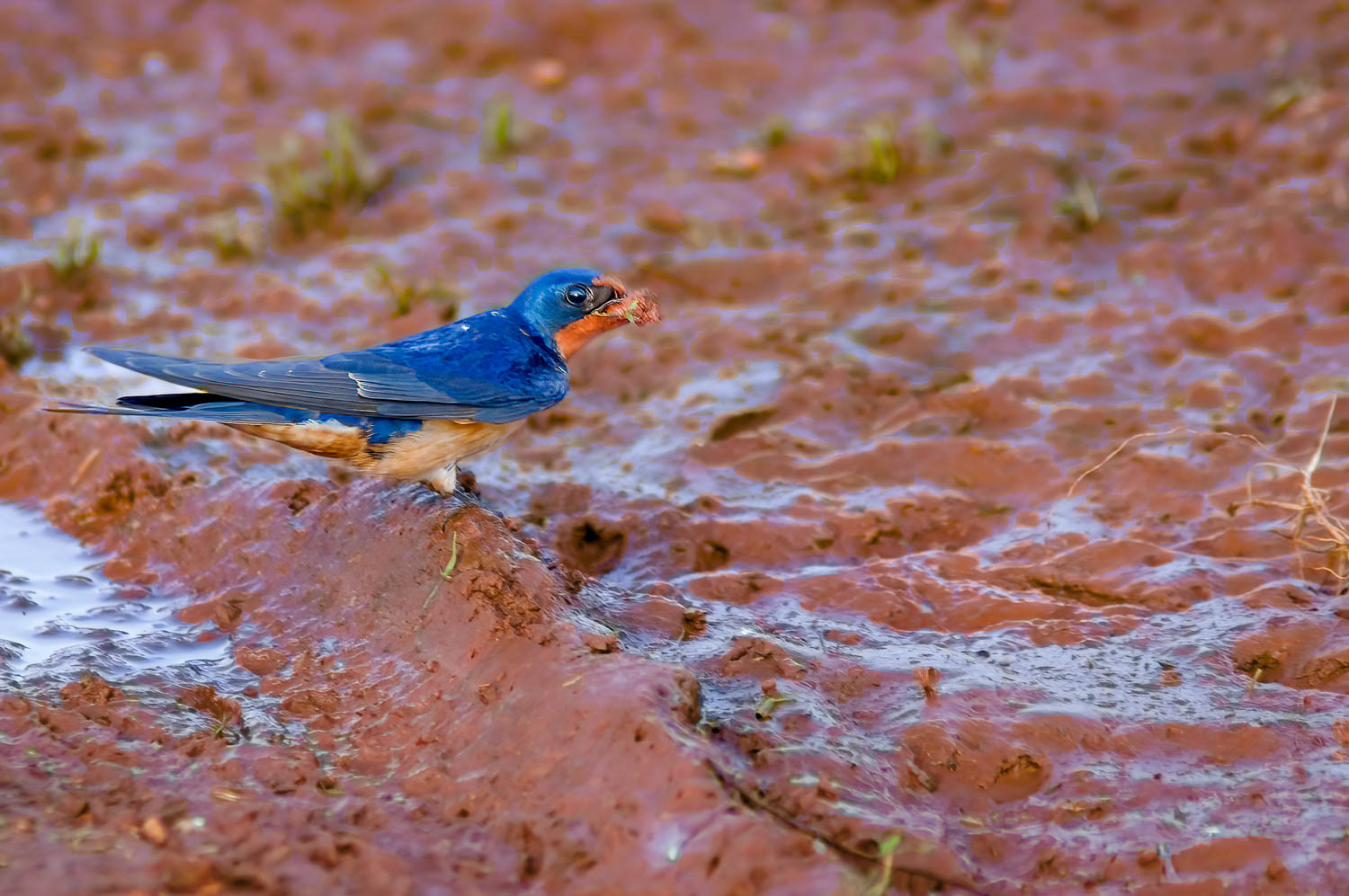 Barn Swallows