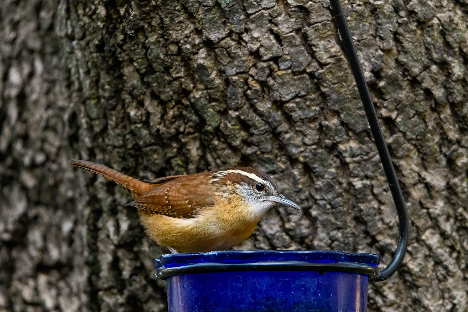 Carolina Wren