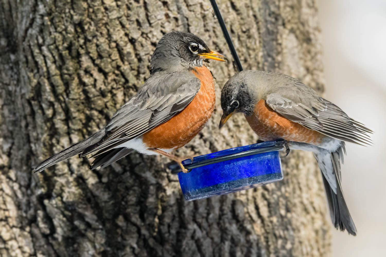 American Robin