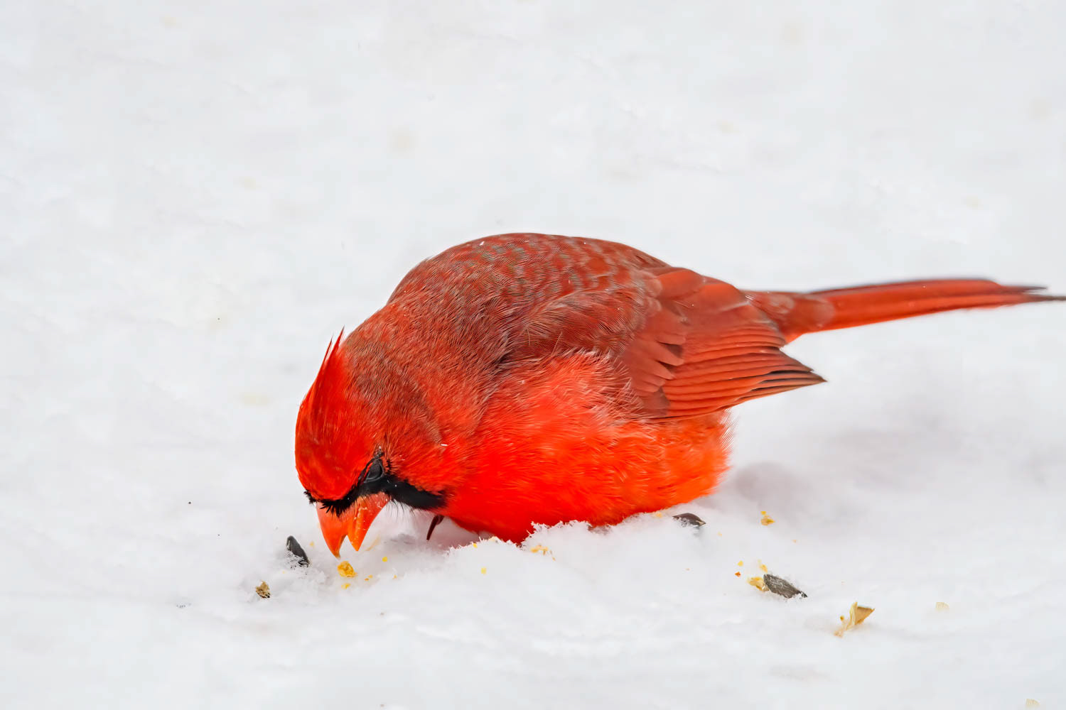 Northern Cardinal - Male