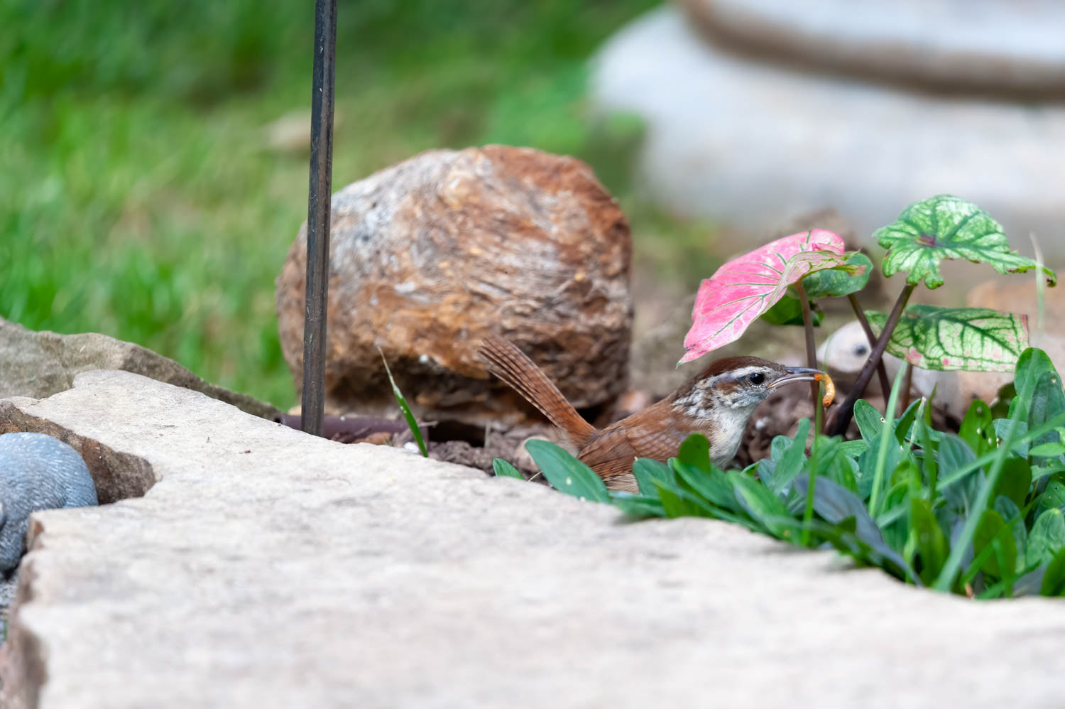 Carolina Wren