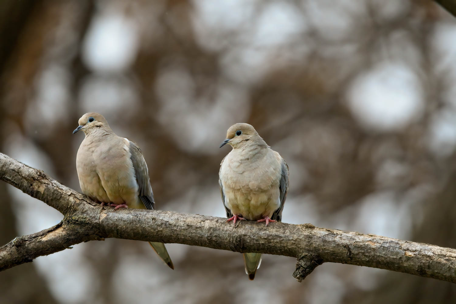 Mourning Doves