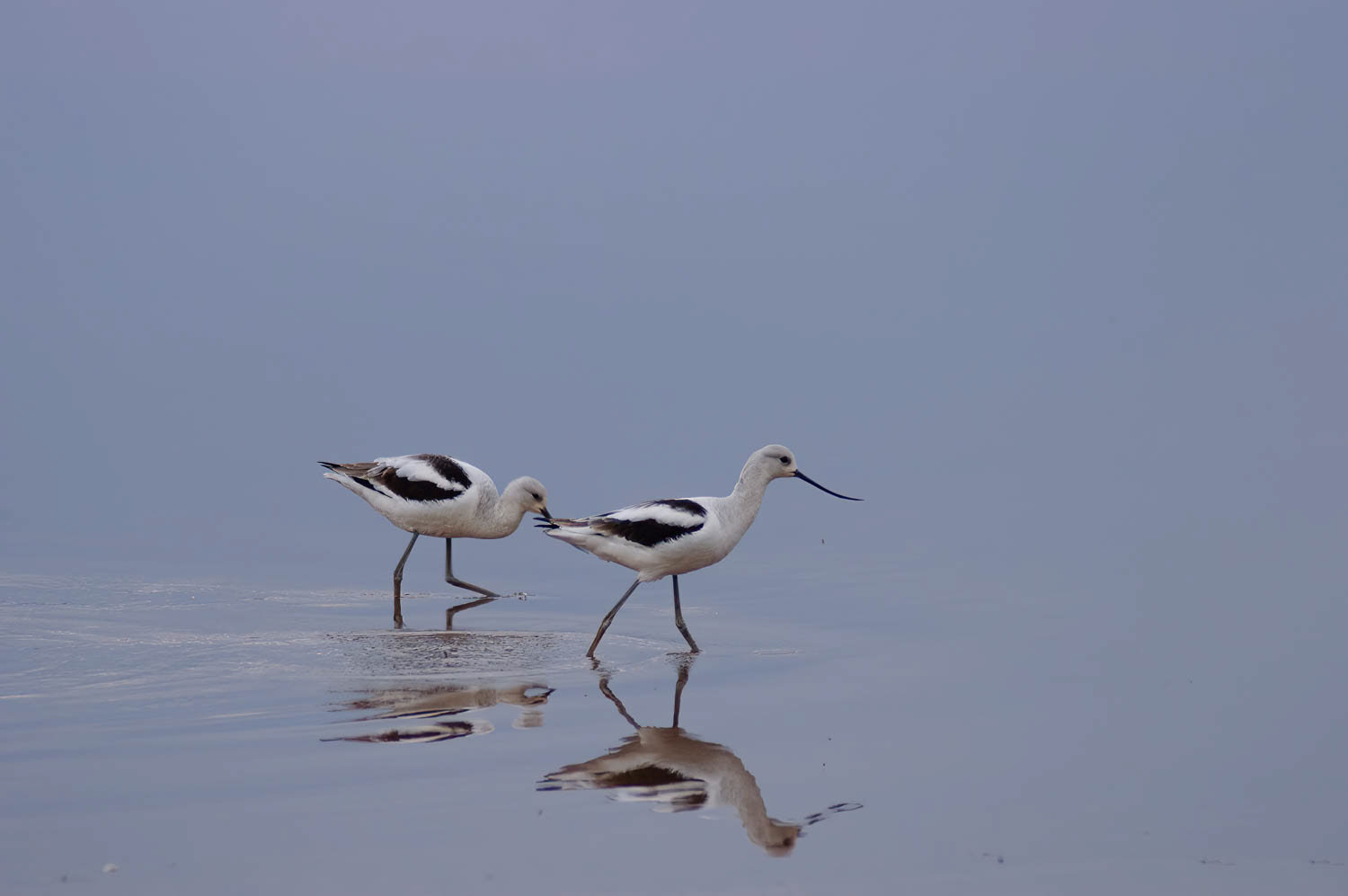 American Avocet-Winter