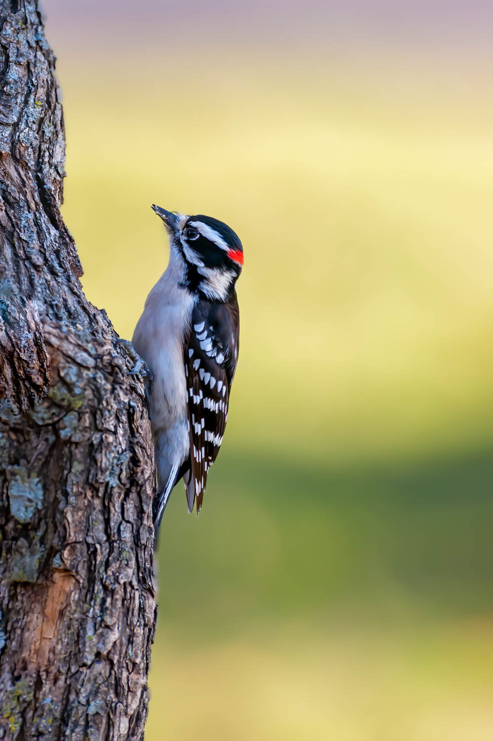 Downy Woodpeclers - Male