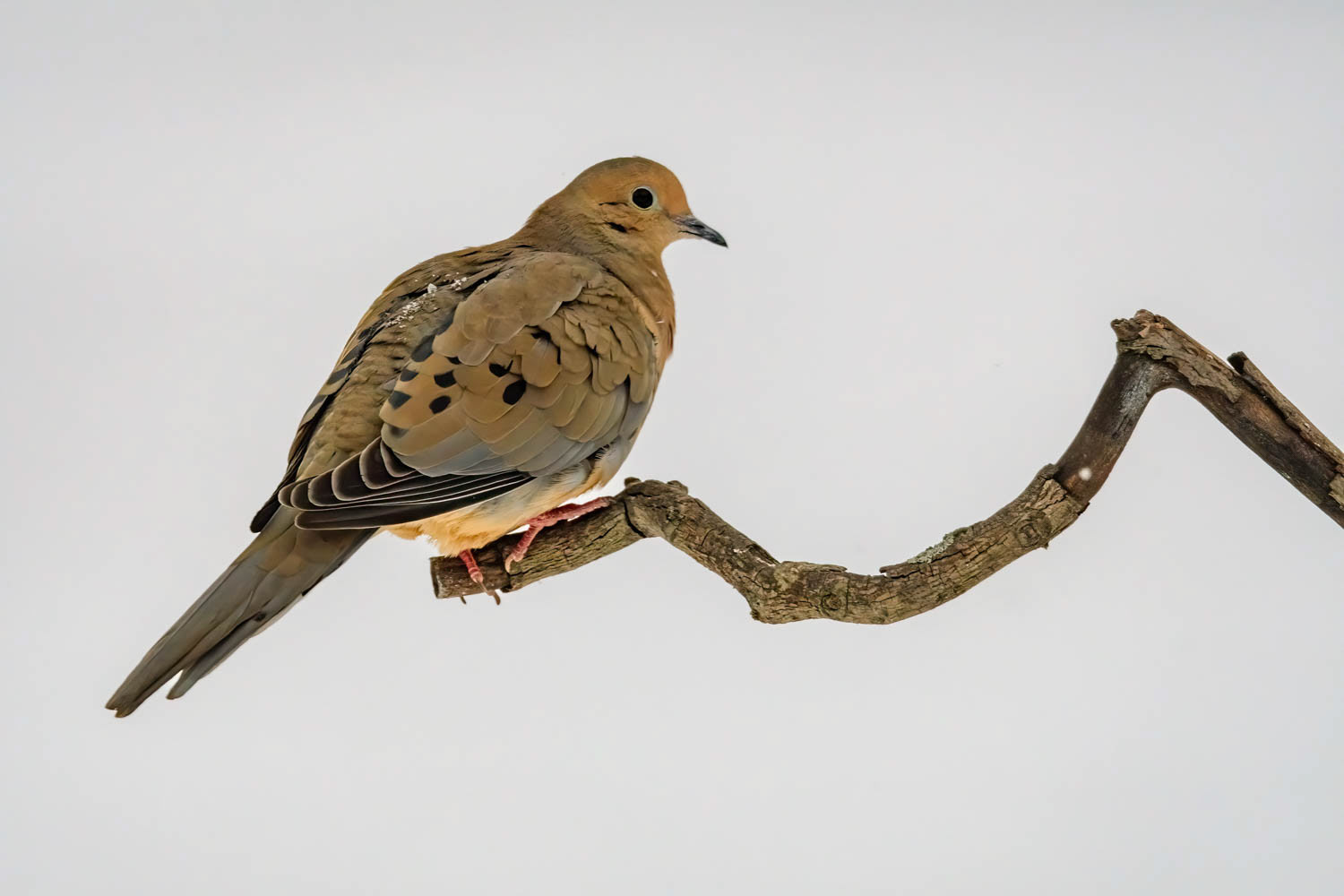 Mourning Dove