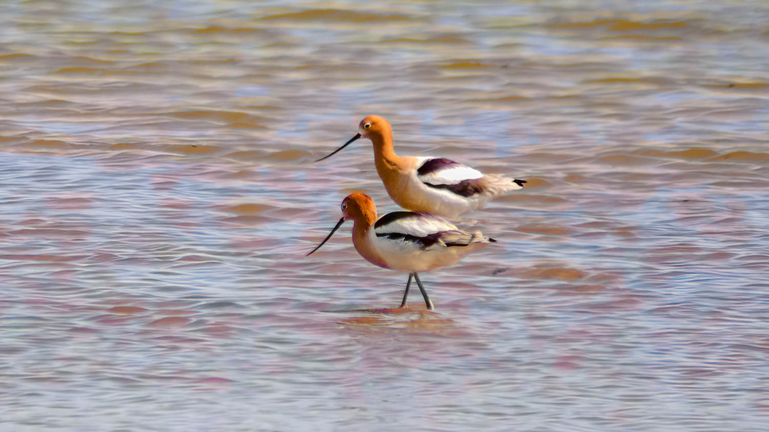 American Avocets