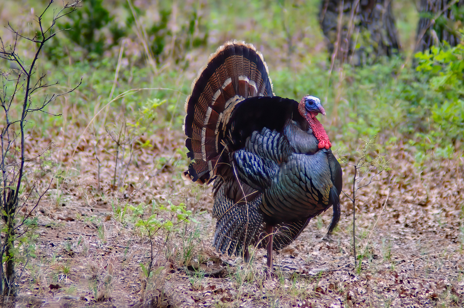 Wild Turkey