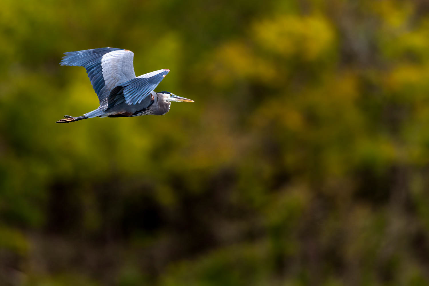 Great Blue Heron