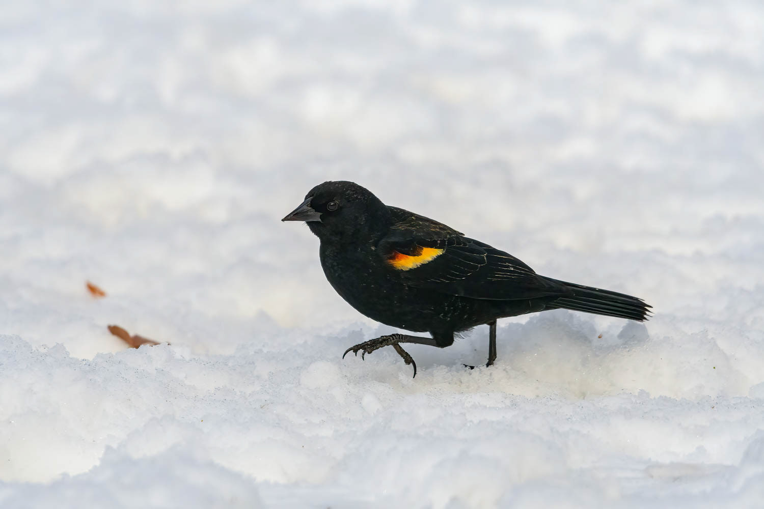 Red-winged Blackbird - Male