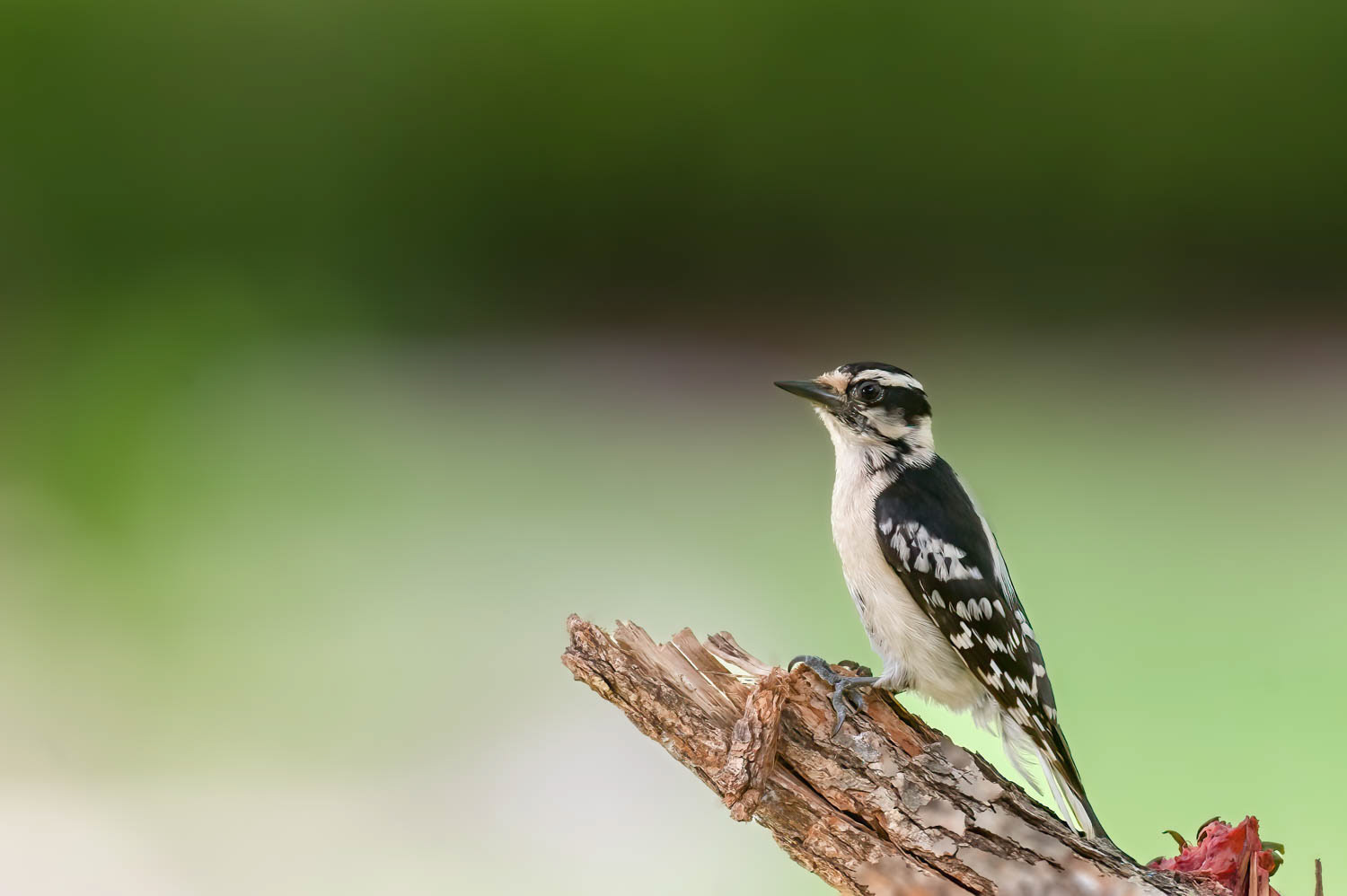 Hairy Woodpecker