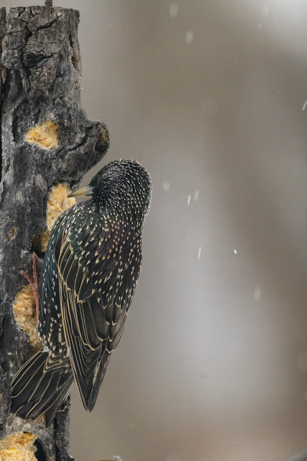 European Starling