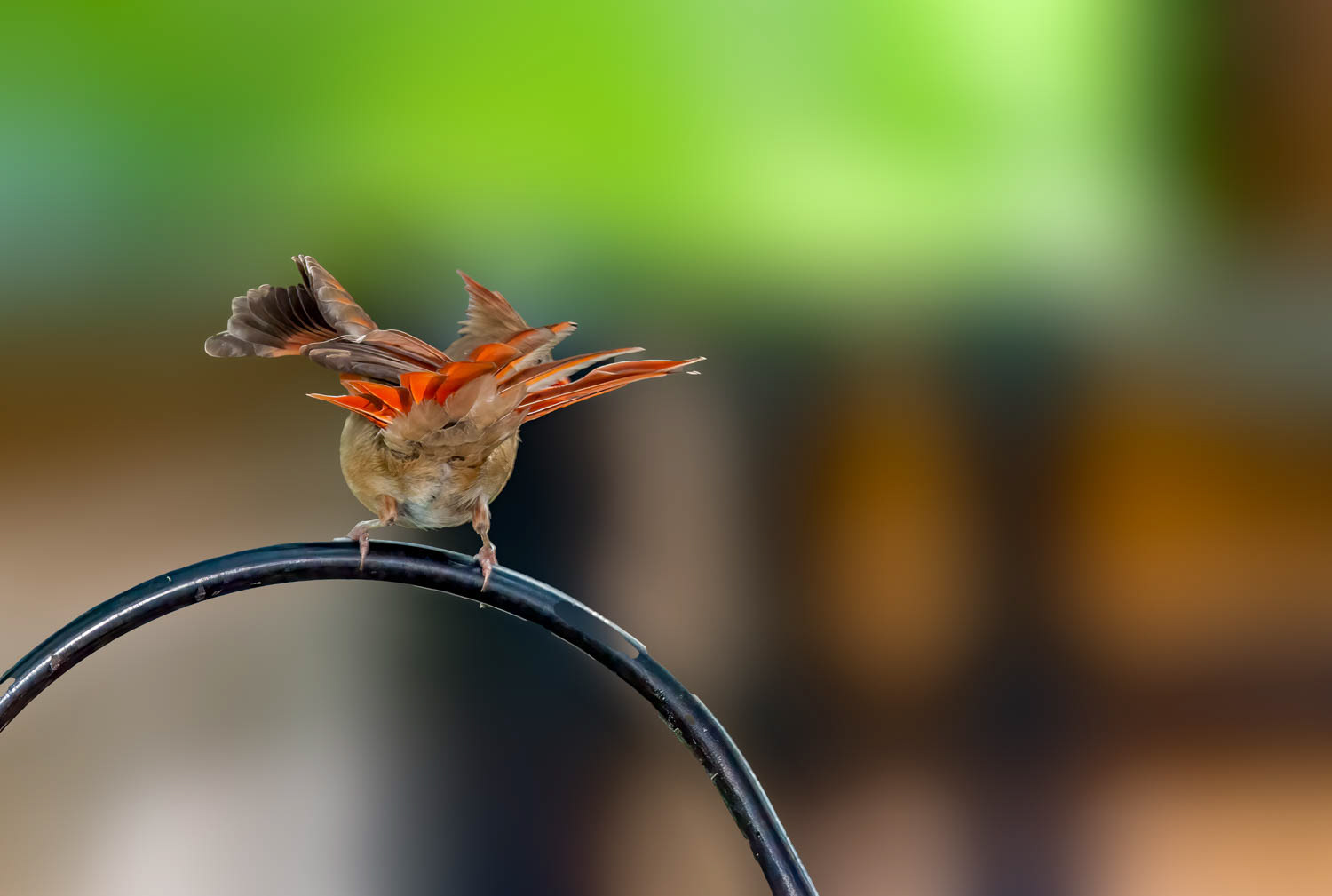 Northern Cardinal - Female