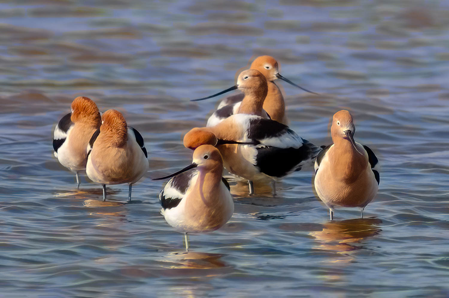 American Avocets