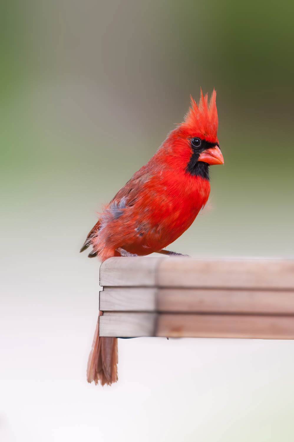 Northern Cardinal - Male