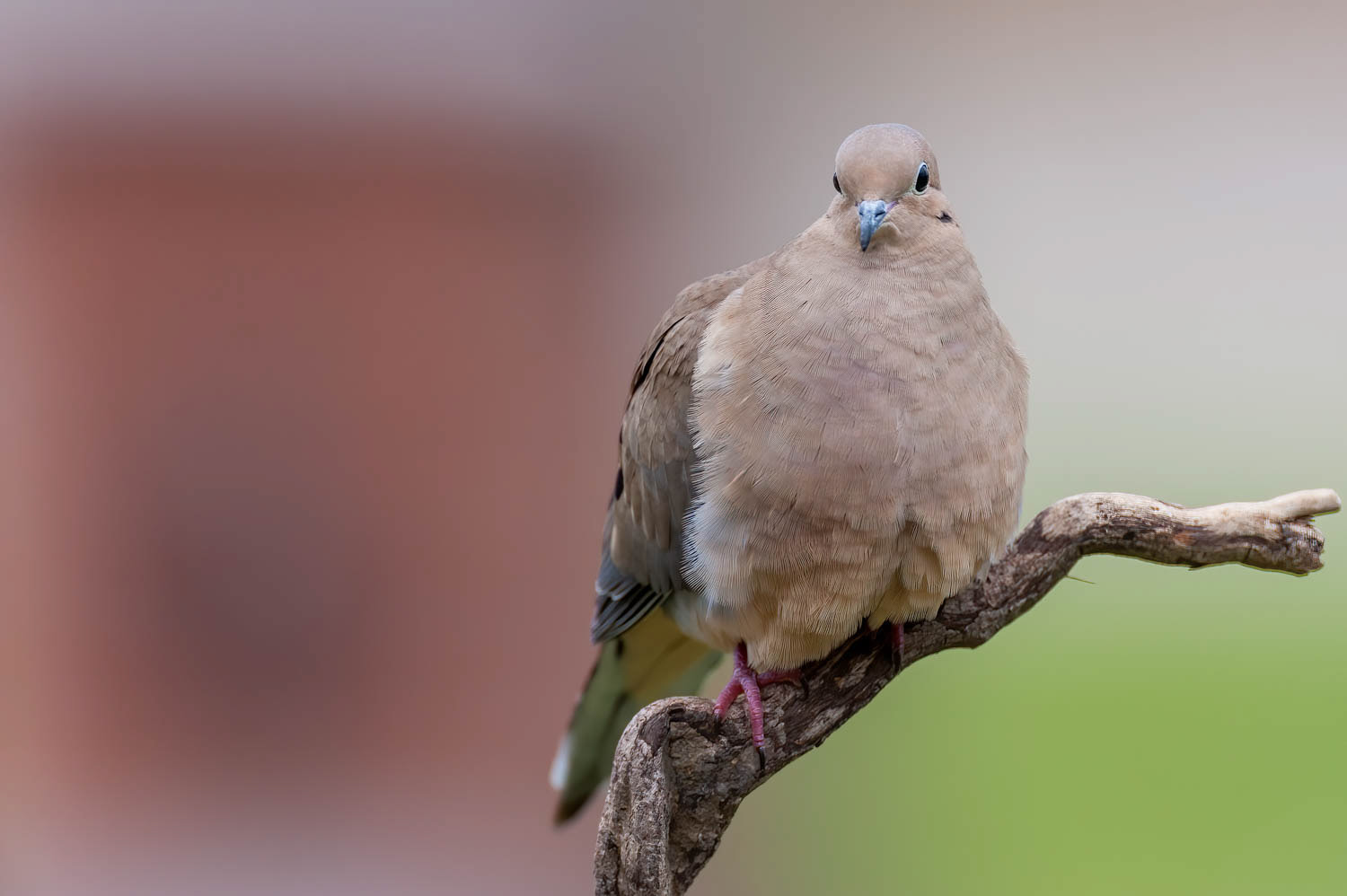 Mourning Dove