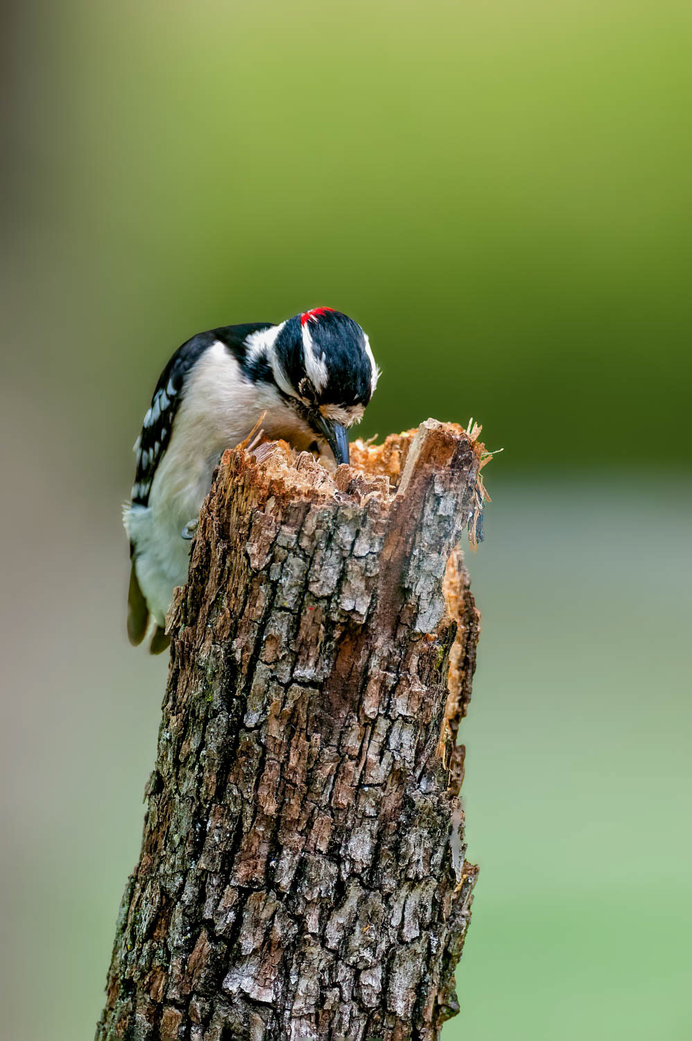 Downy Woodpeclers - Male