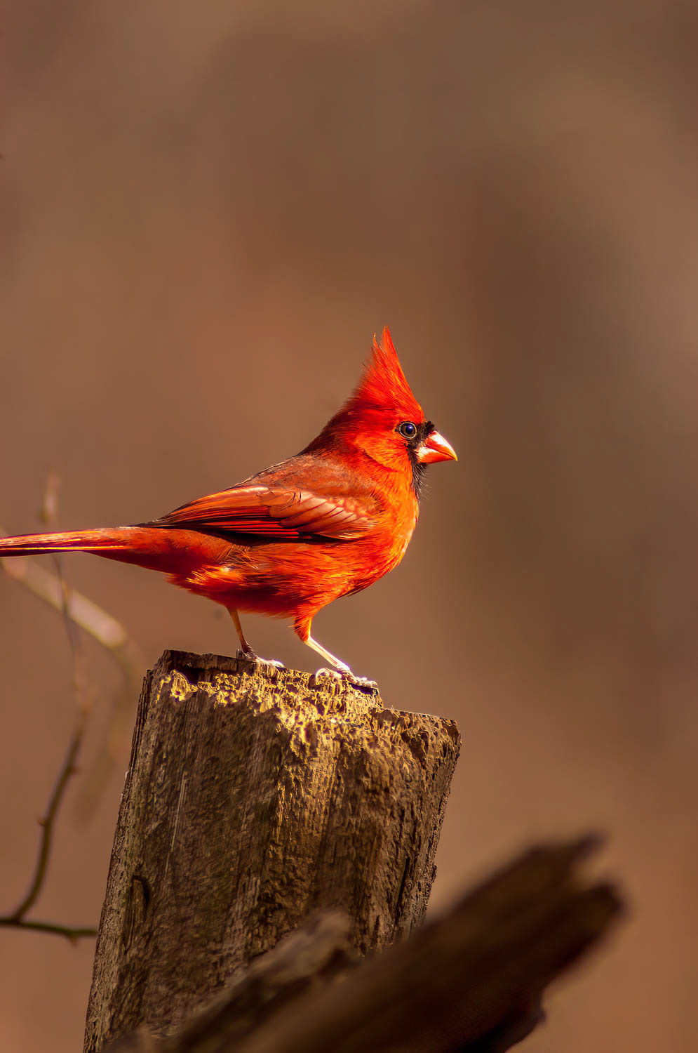 Northern Cardinal - Male