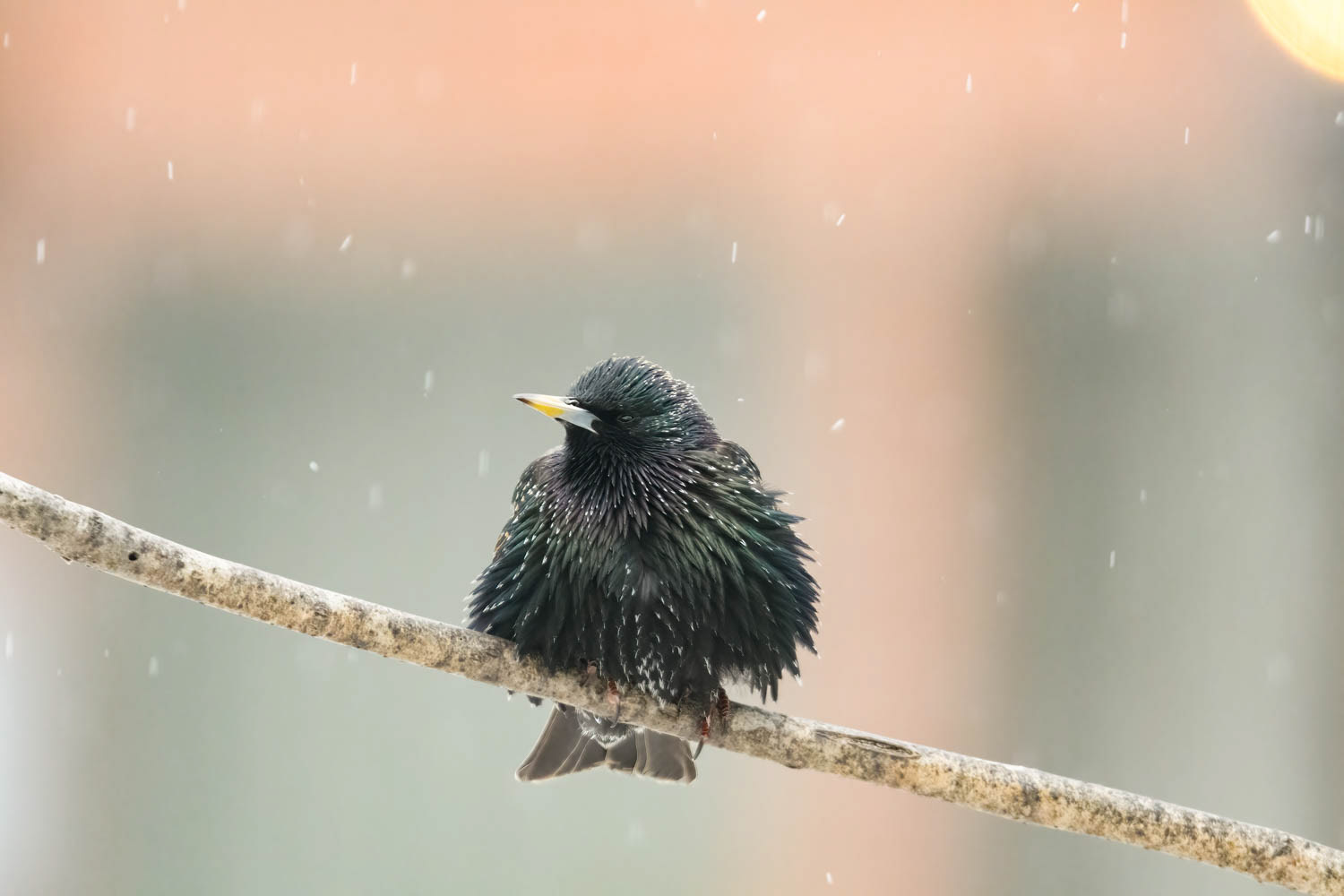 European Starling