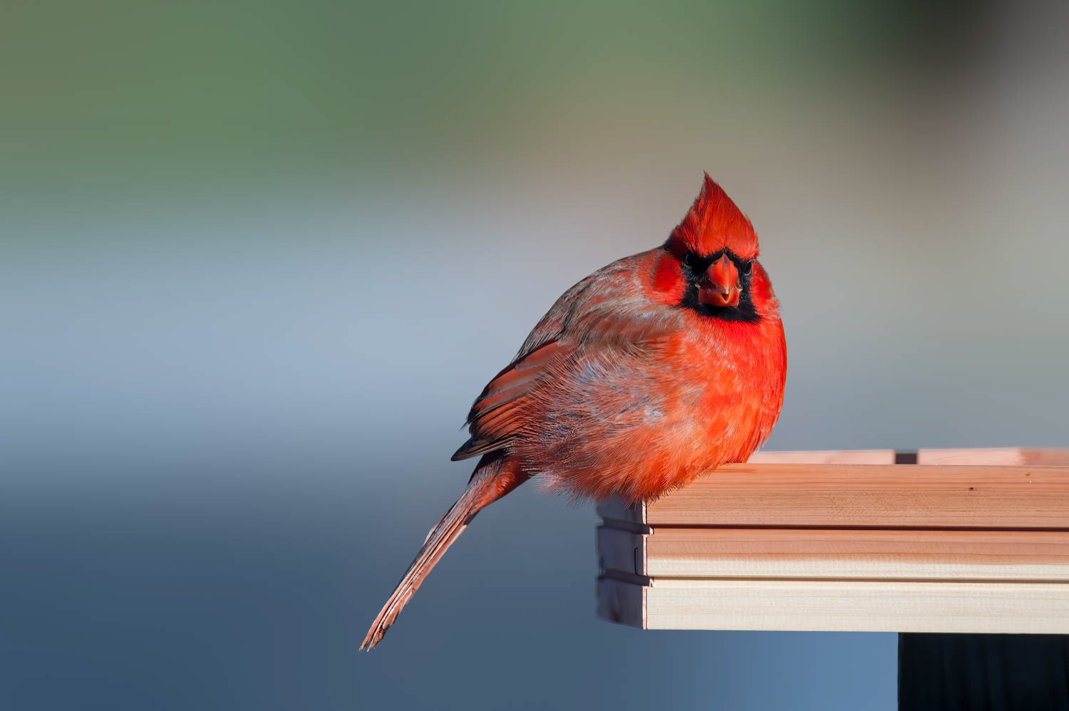 Northern Cardinal - Male