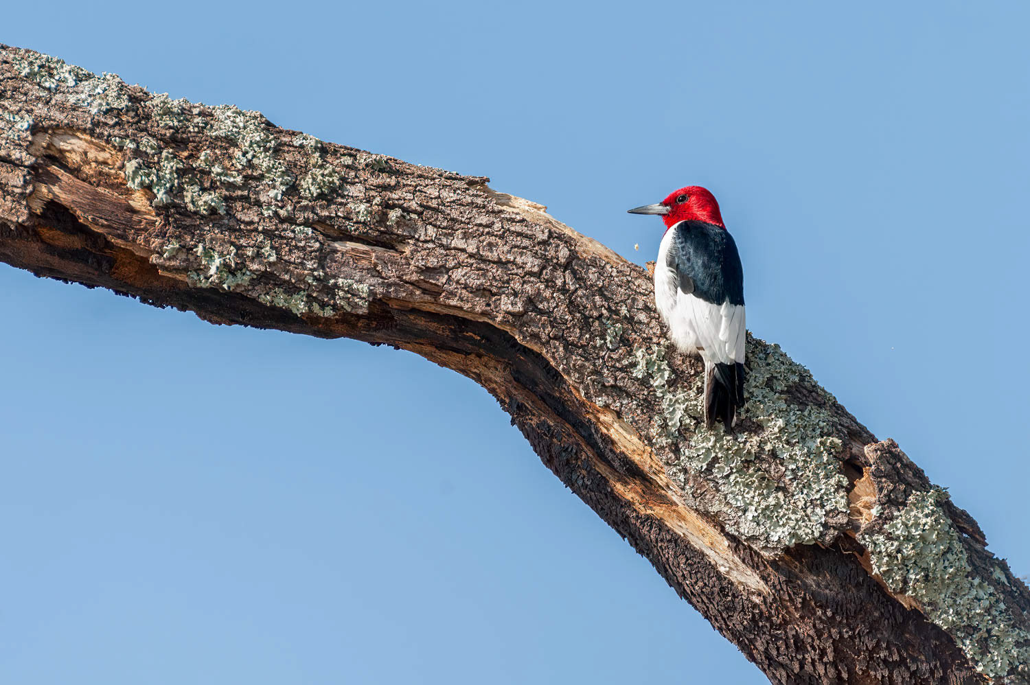 Red - Headed Woodpecker