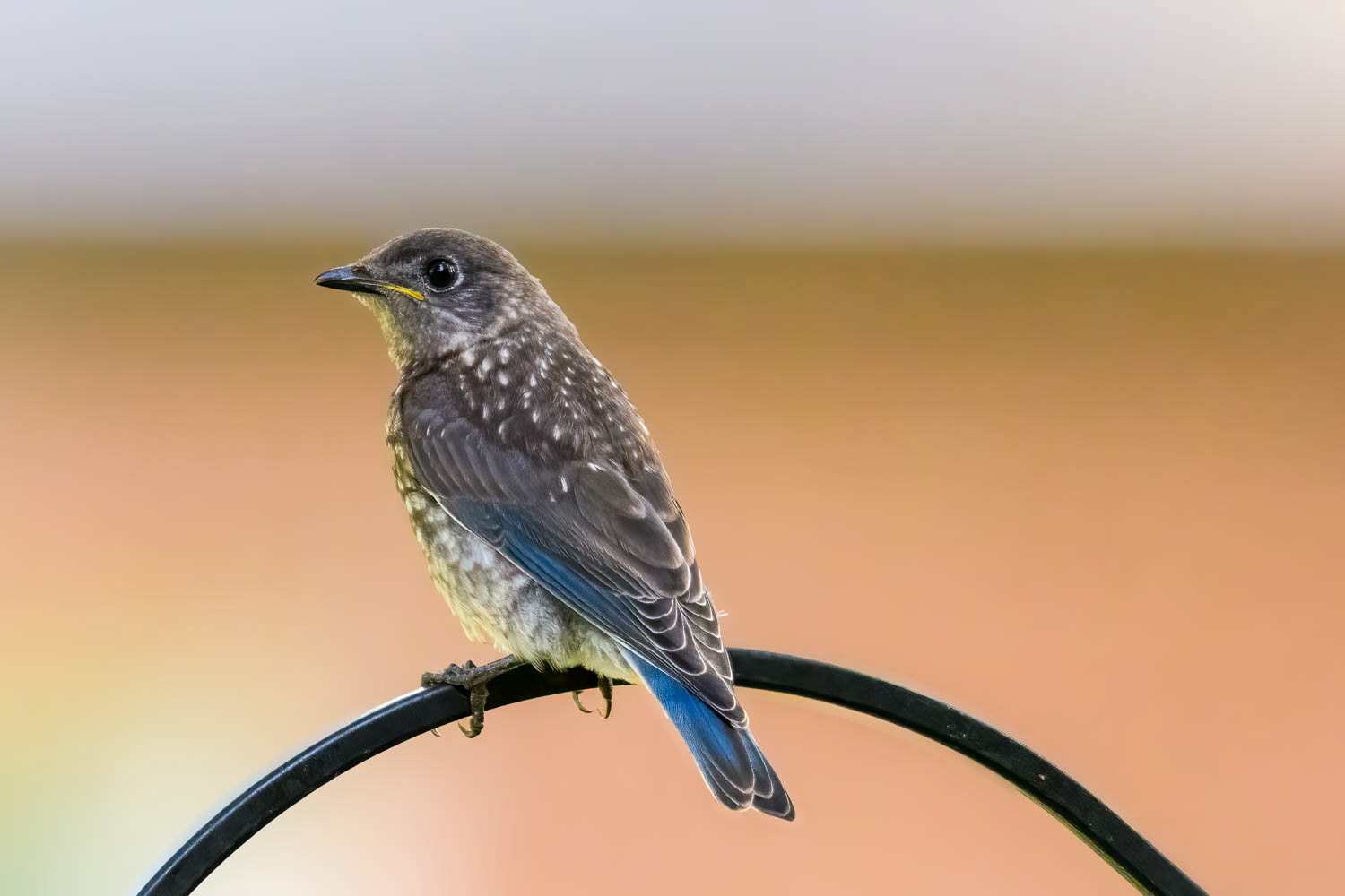 Juvenile Bluebird