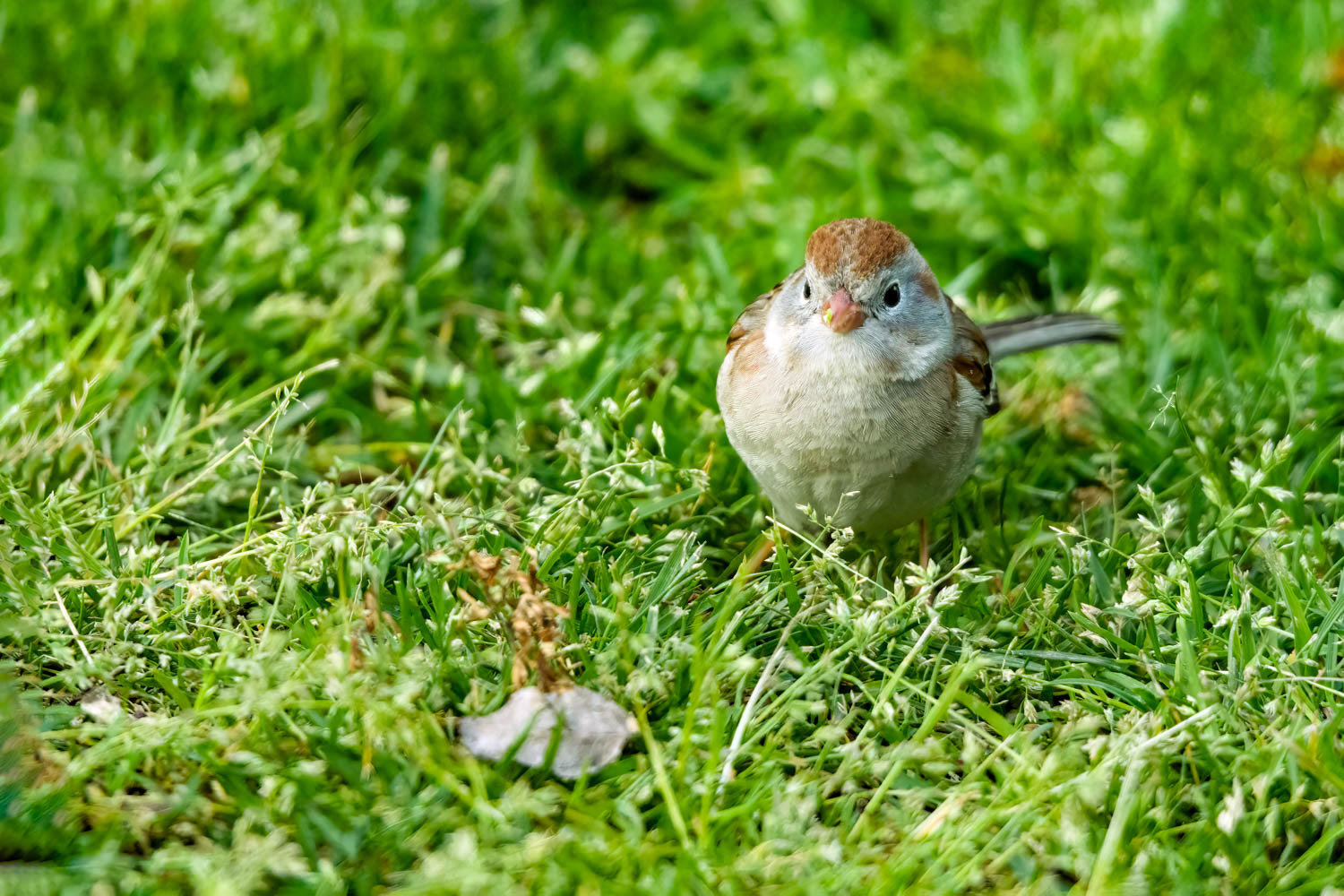 Chipping Sparrow