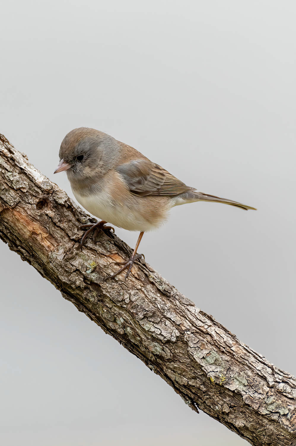 Oregon Junco