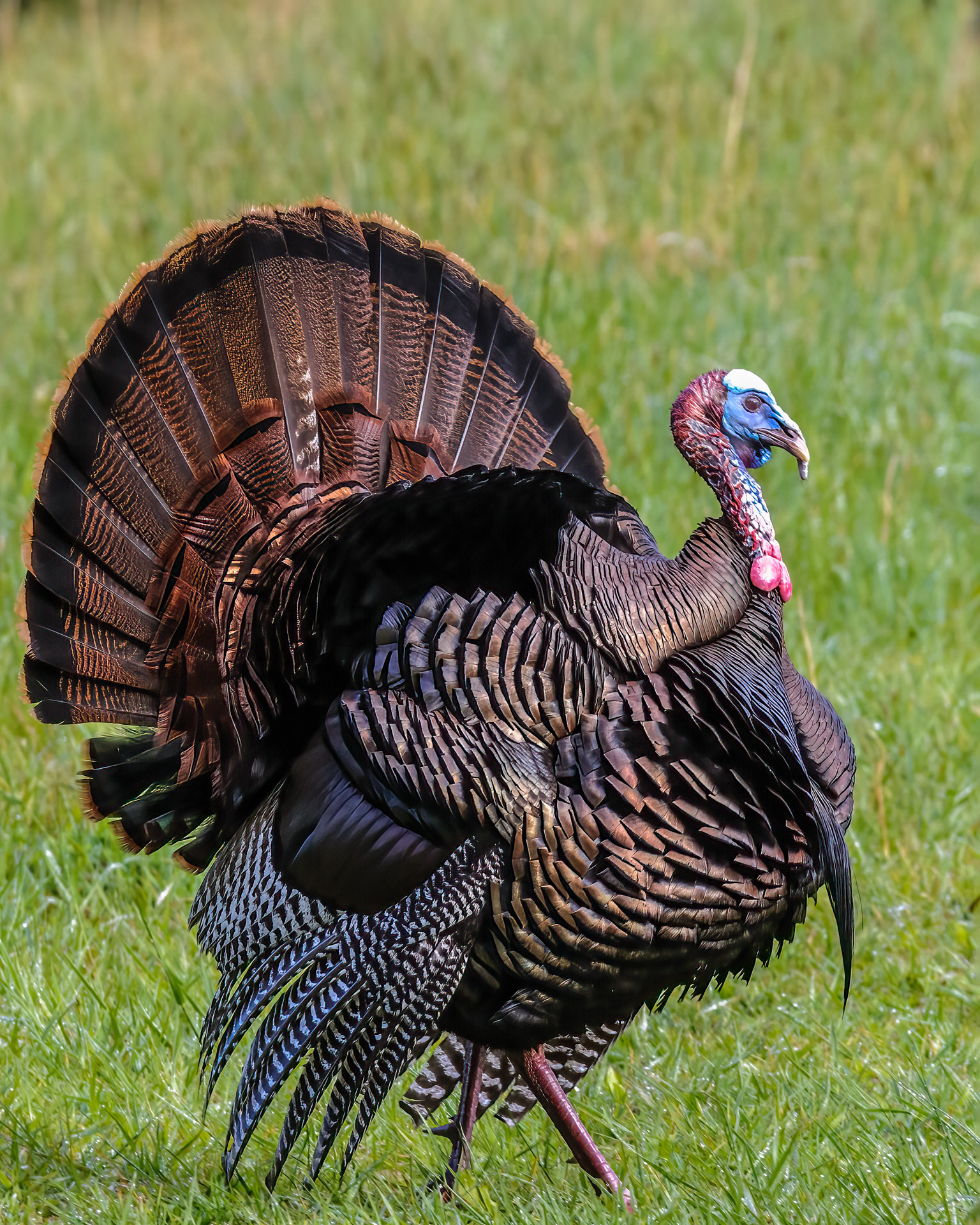 Wild Turkey