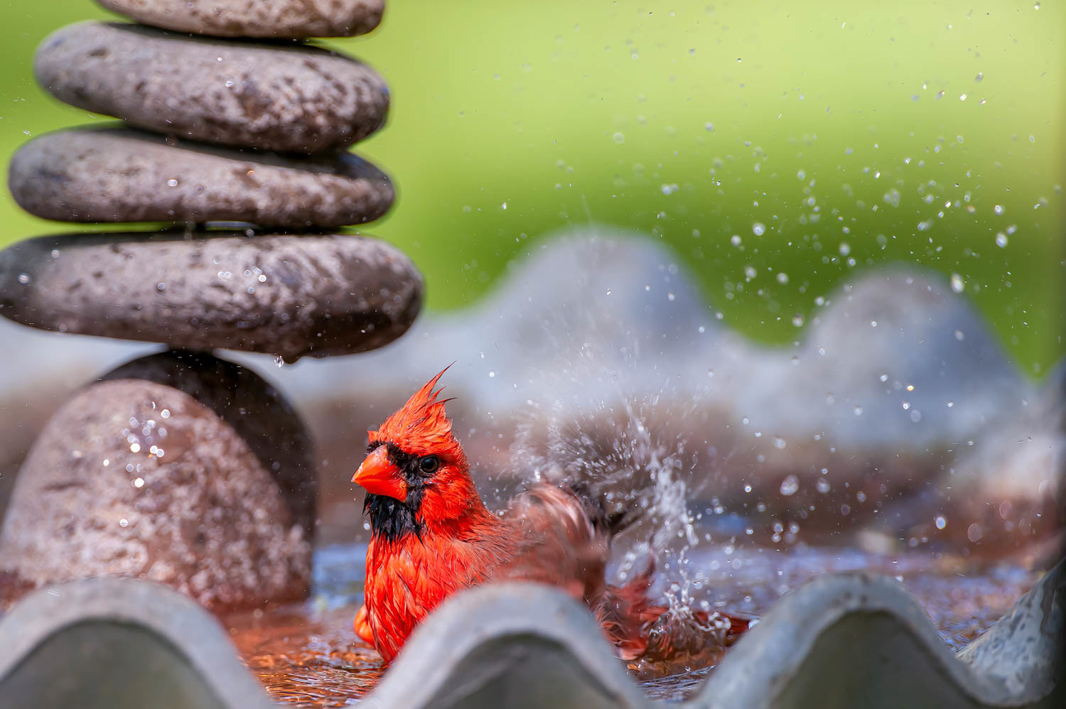 Northern Cardinal - Male