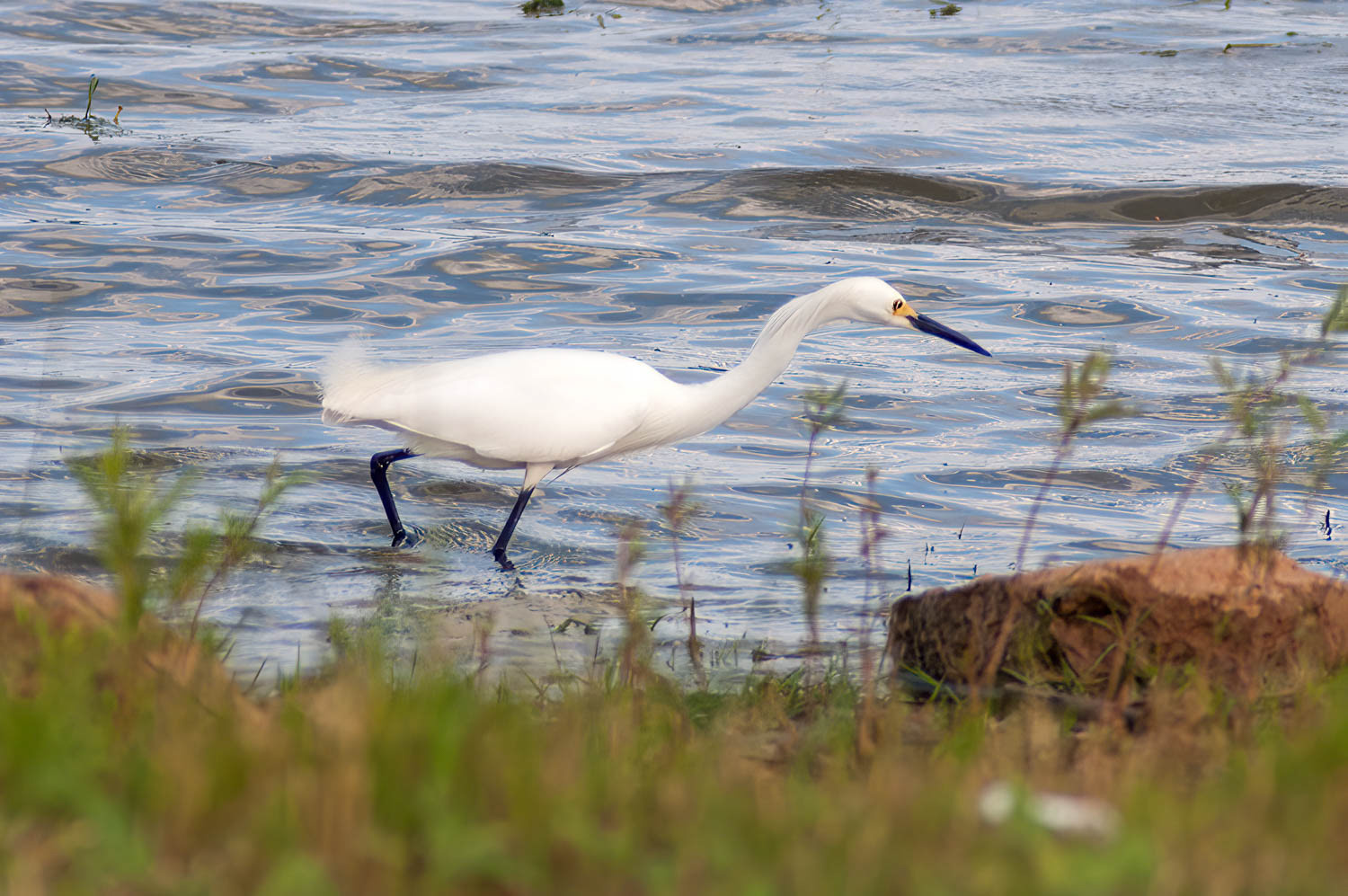 Snowy Egret