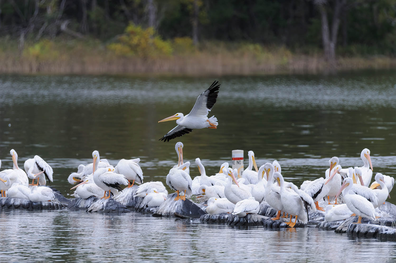 American White Pelican
