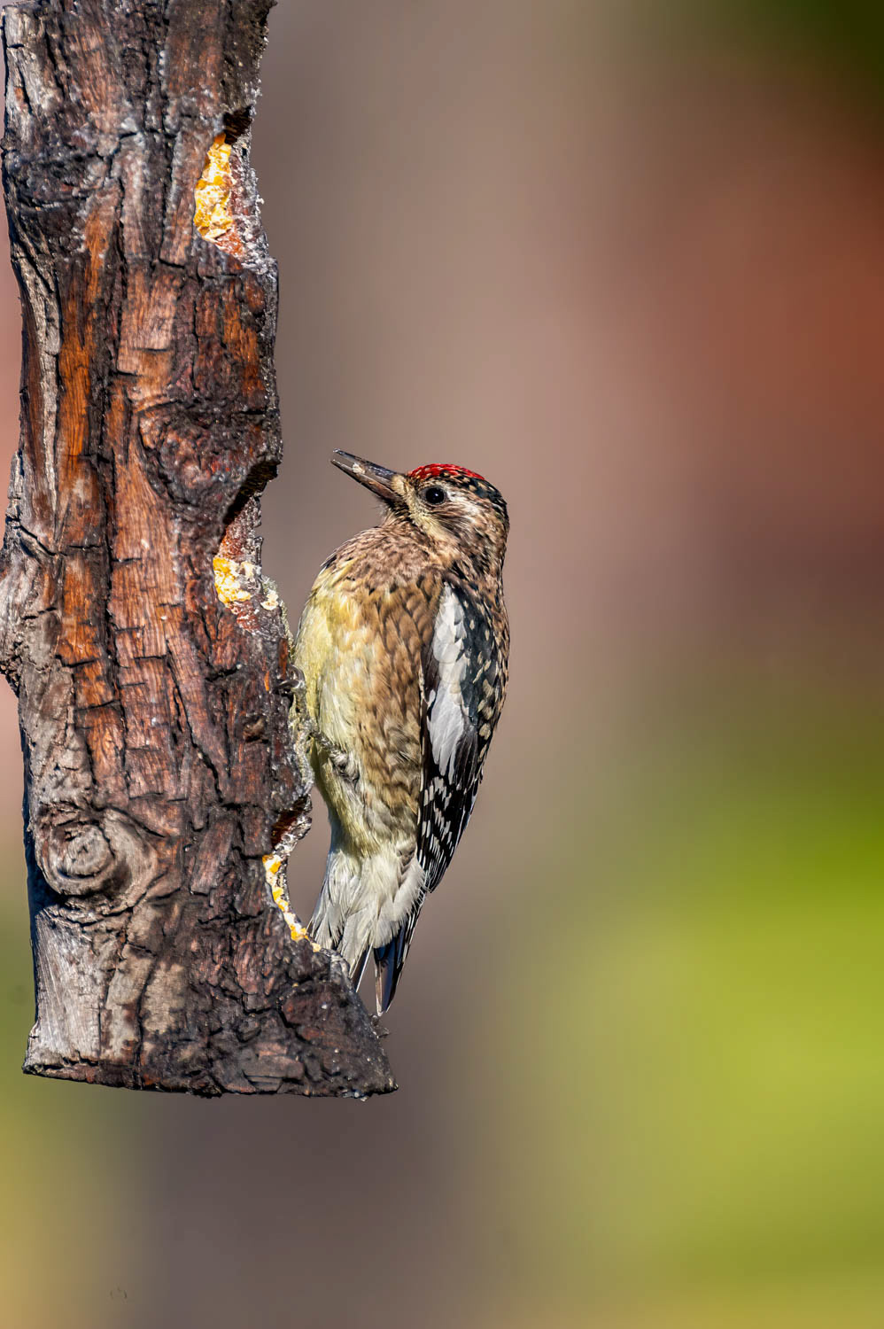 Yellow-bellied Sapsucker