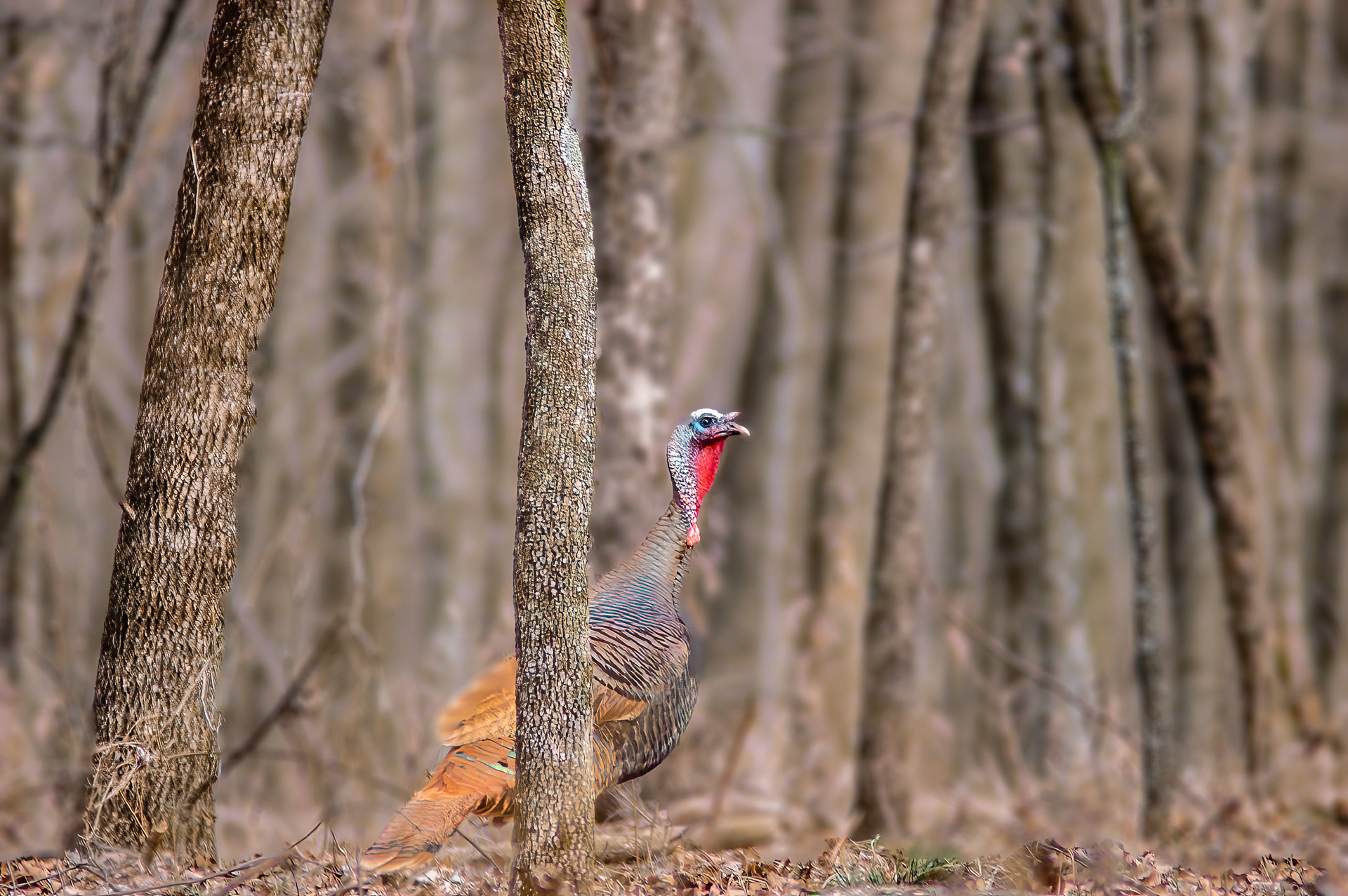 Wild Turkey