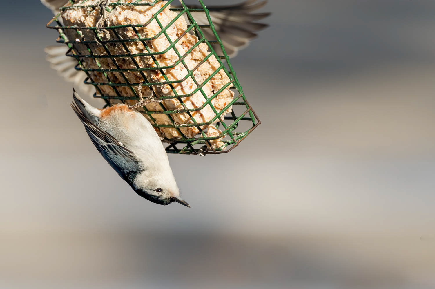 White-breasted Nuthatch
