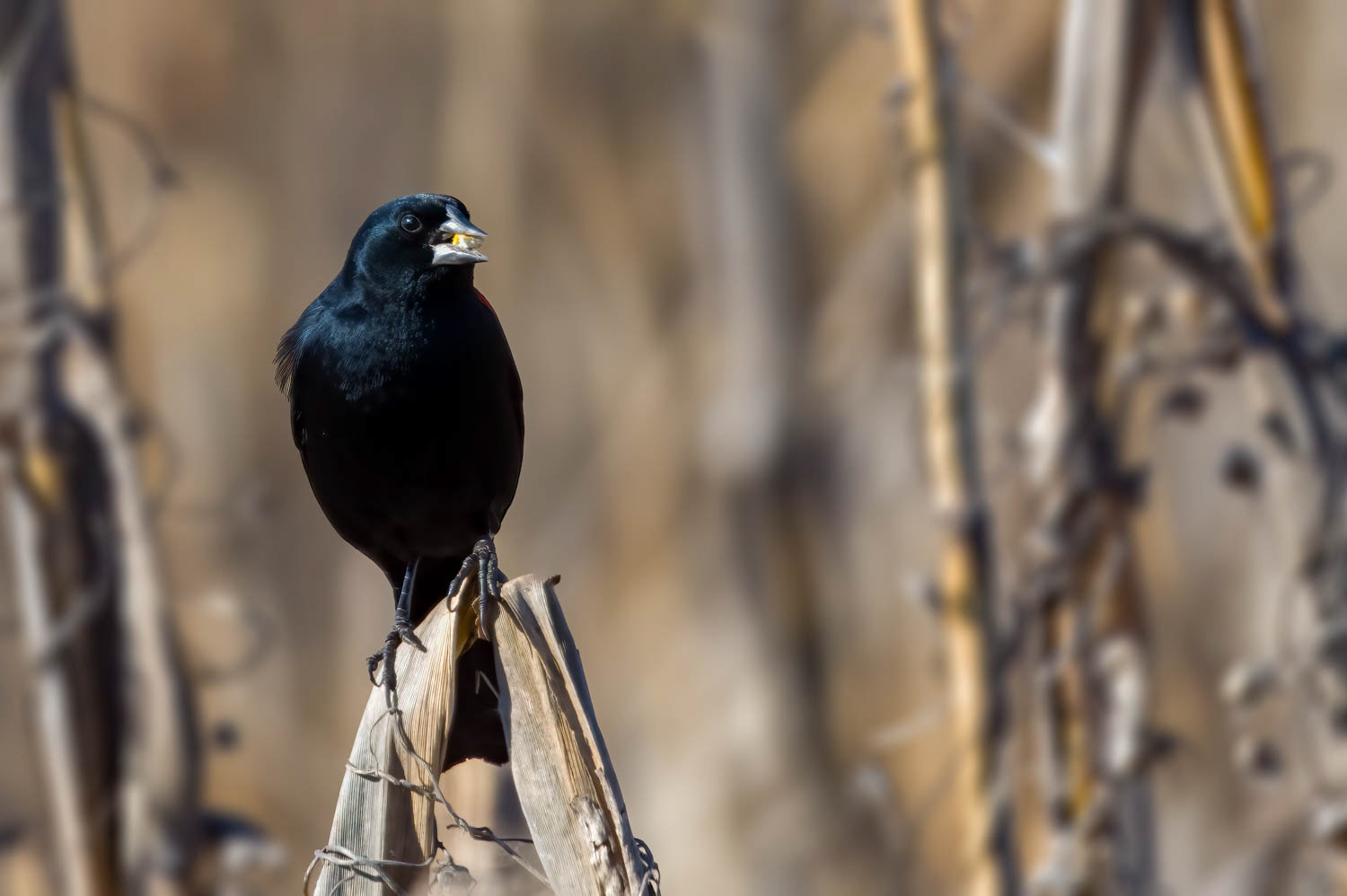 Red-winged Blackbird - Male