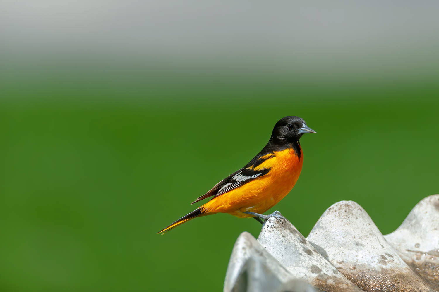 Baltimore Oriole