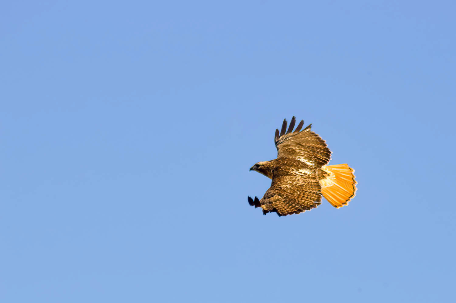 Red-tailed Hawk