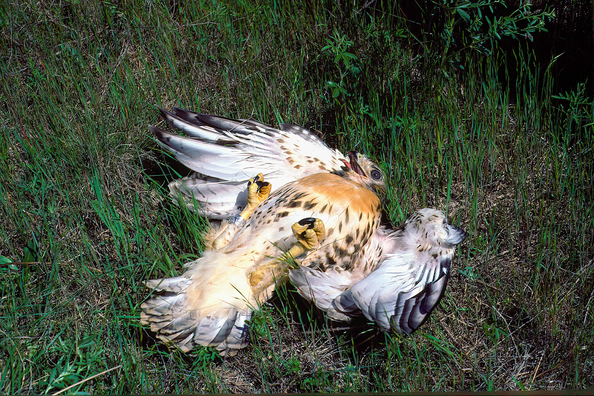 Red-tailed Hawk