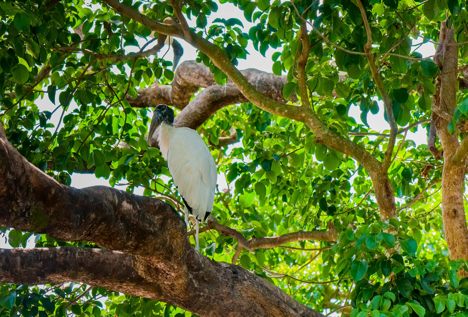 Wood Stork