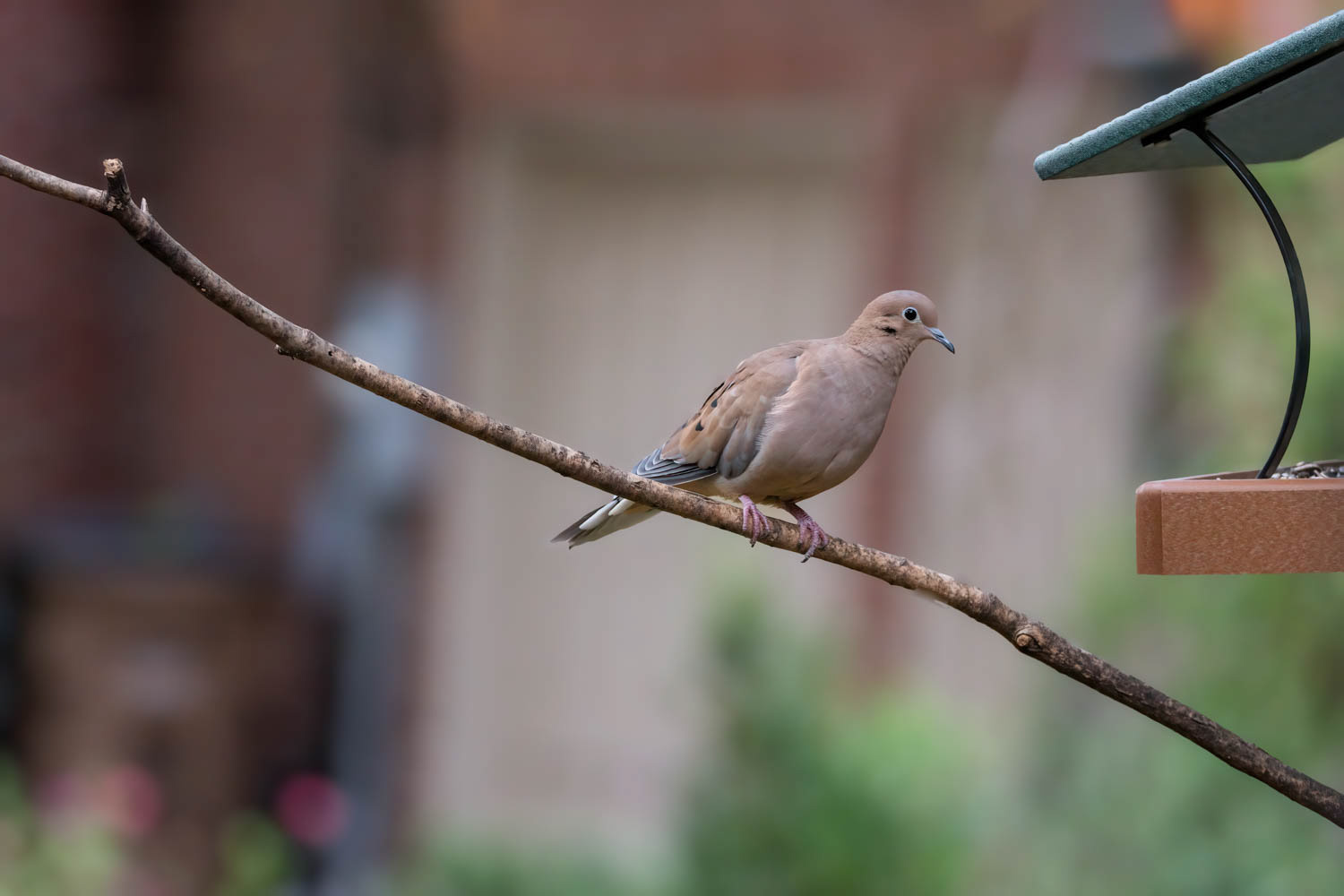 Mourning Dove