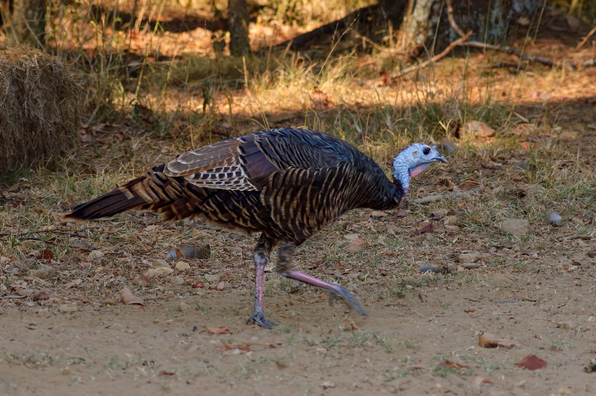 Wild Turkey
