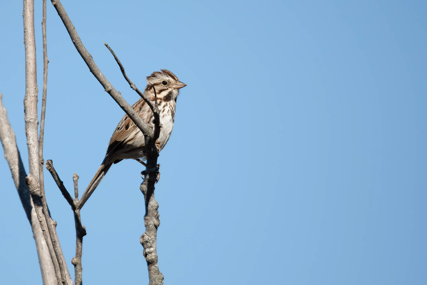 Song Sparrow