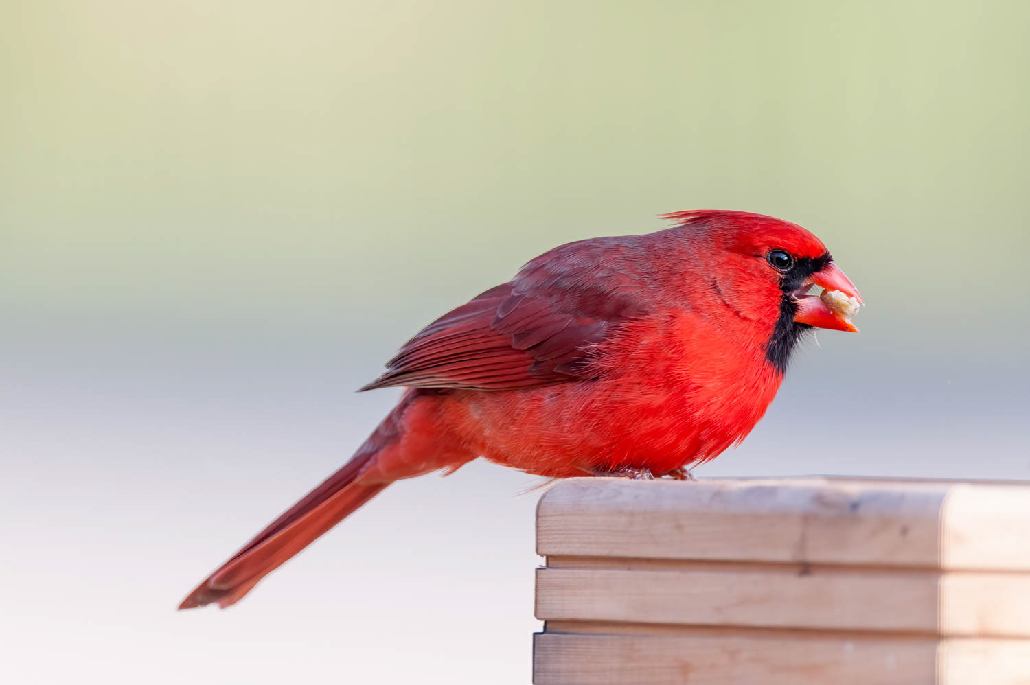 Northern Cardinal-Male